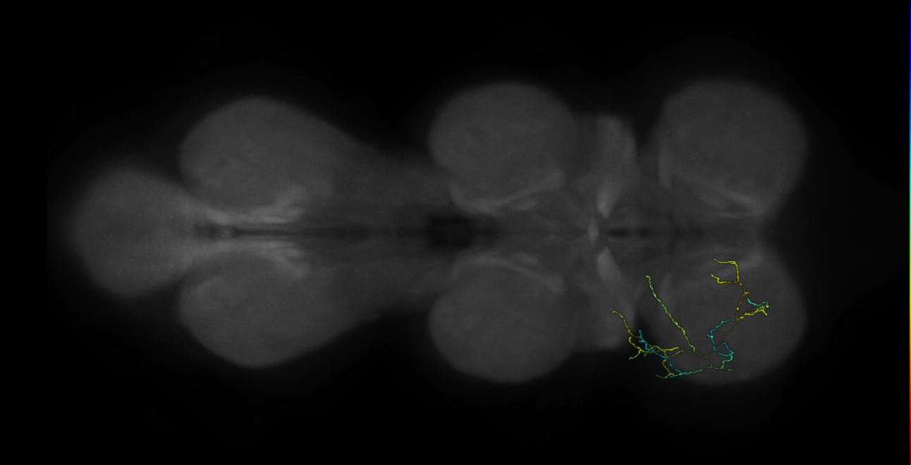neuron 11792 - pruned by vol 109 (FANC:583470)