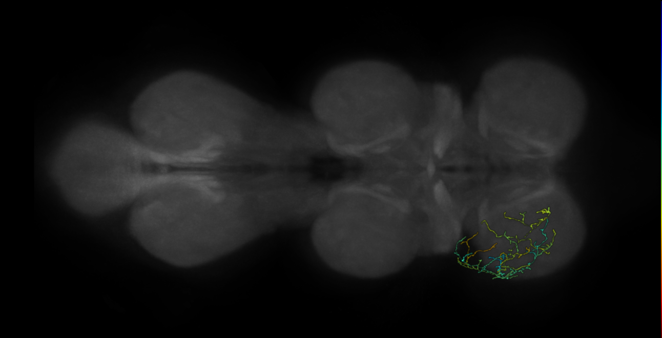neuron 9171 - pruned by vol 109 (FANC:583523)