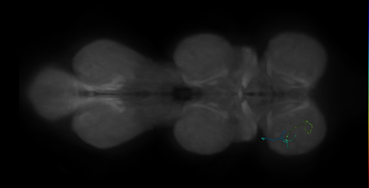 neuron 16811 - pruned by vol 109 (FANC:583749)