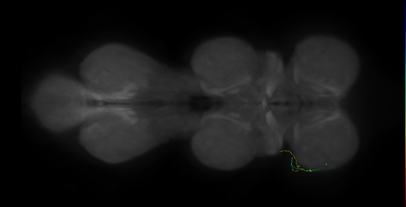 neuron 9899 - pruned by vol 109 (FANC:583848)