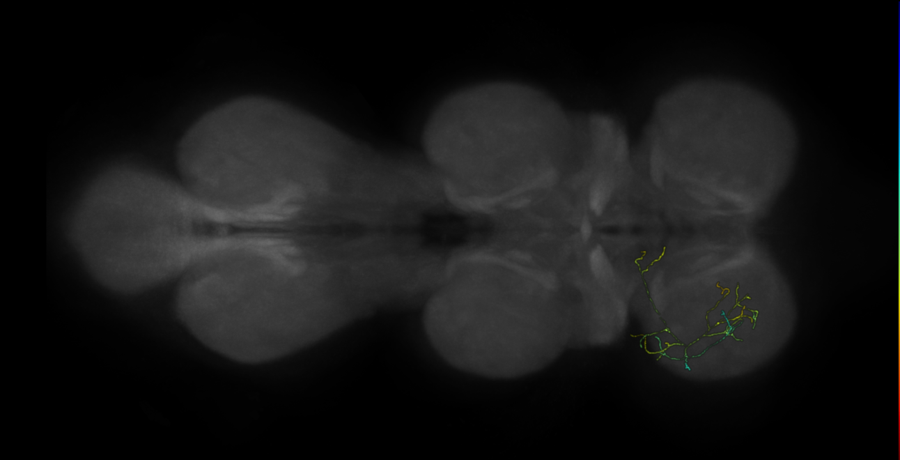 neuron 9001 - pruned by vol 109 (FANC:583903)
