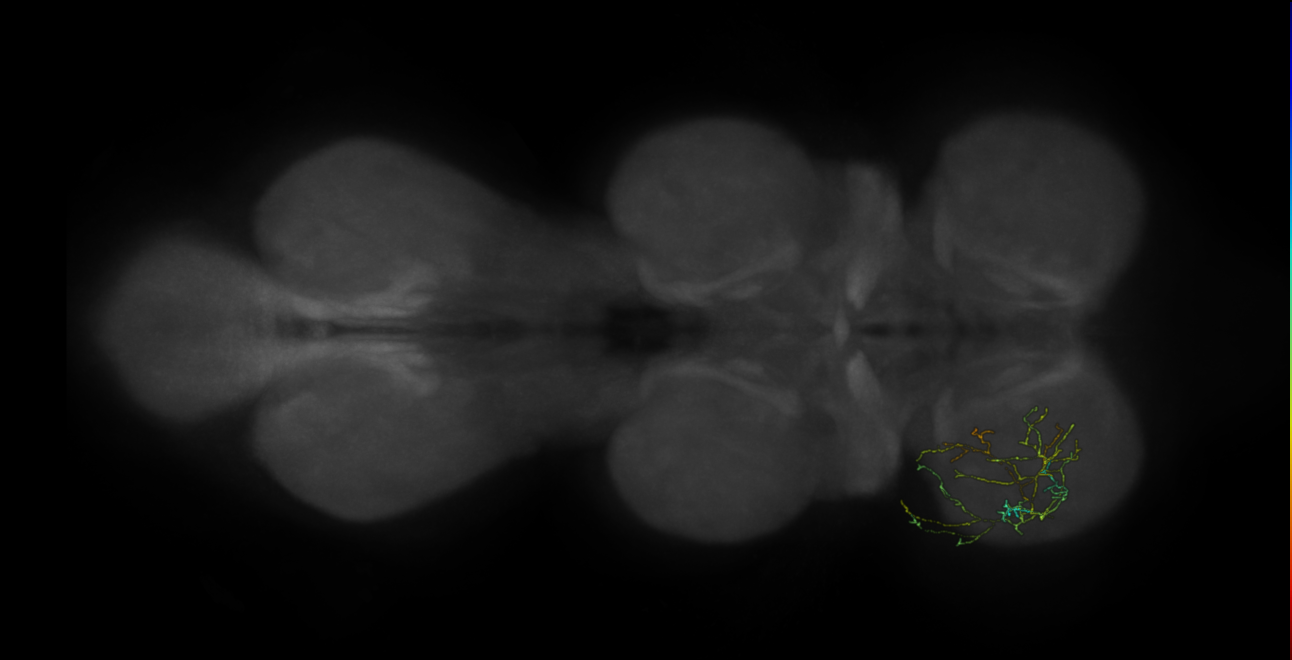 neuron 10208 - pruned by vol 109 (FANC:583939)