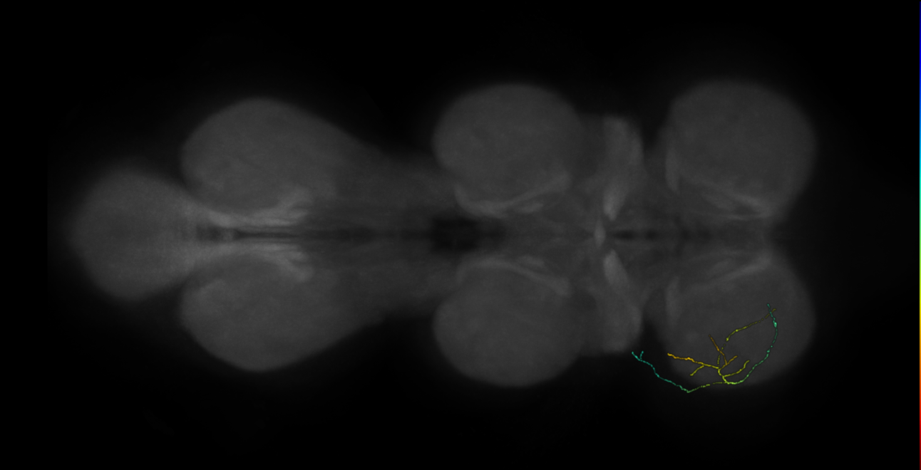 neuron 16185 - flipped - pruned by vol 109 (FANC:591120)
