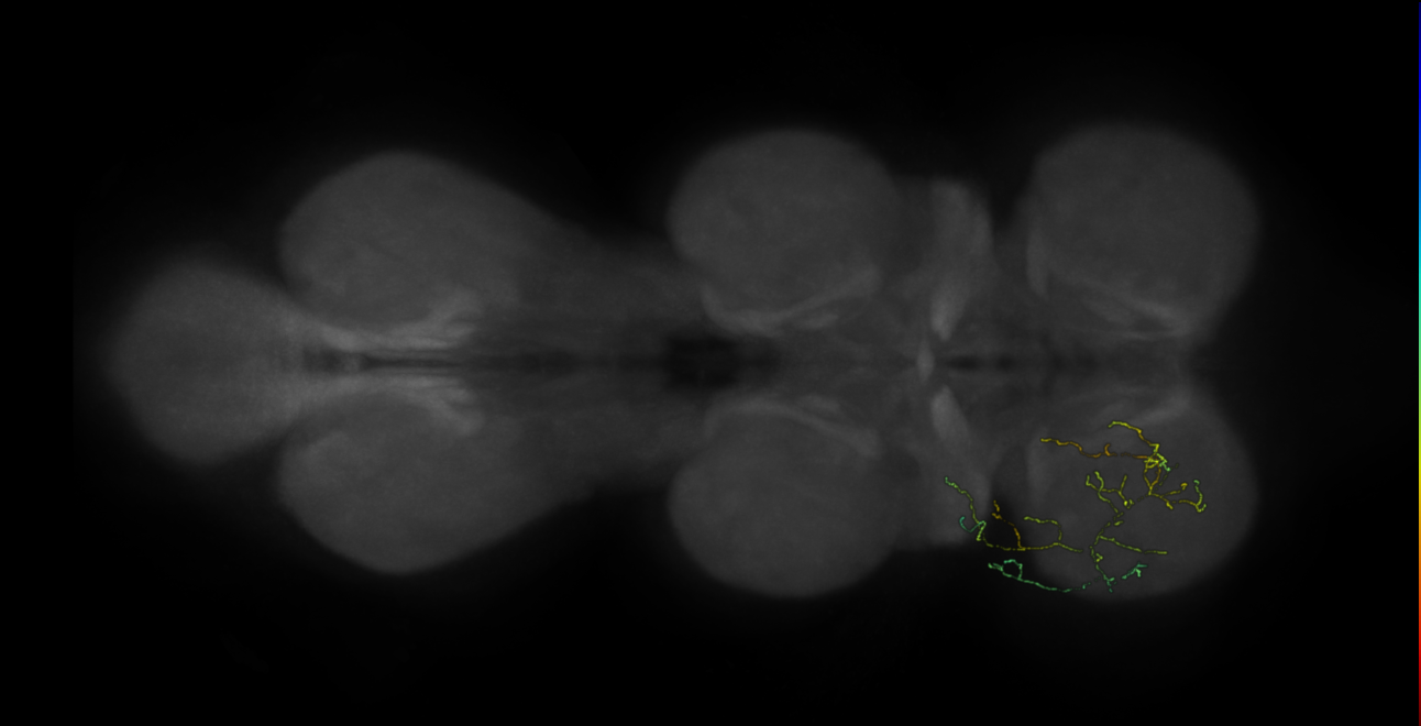 neuron 3838 - flipped - pruned by vol 109 (FANC:591144)
