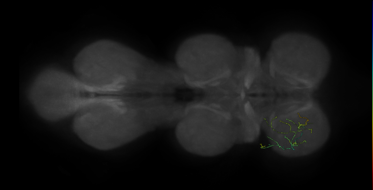neuron 12451 - flipped - pruned by vol 109 (FANC:591271)