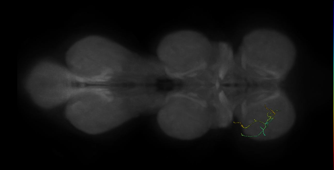 neuron 12803 - flipped - pruned by vol 109 (FANC:591292)