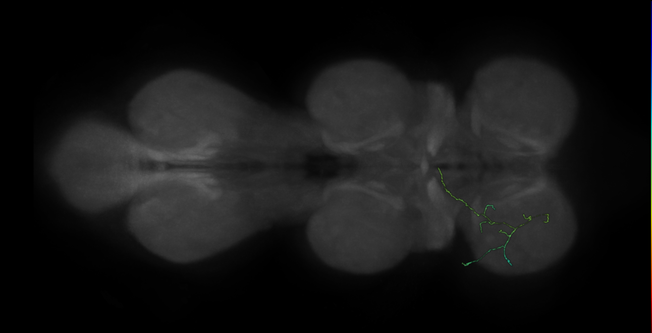 neuron 12402 - flipped - pruned by vol 109 (FANC:591313)