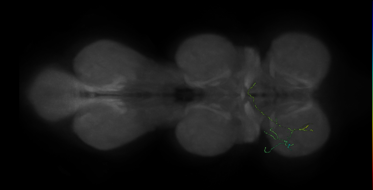 neuron 11182 - flipped - pruned by vol 109 (FANC:591396)