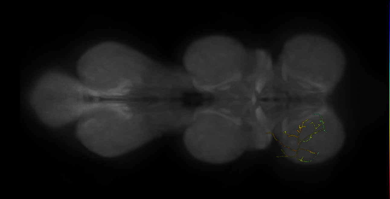 neuron 10986 - flipped - pruned by vol 109 (FANC:591612)