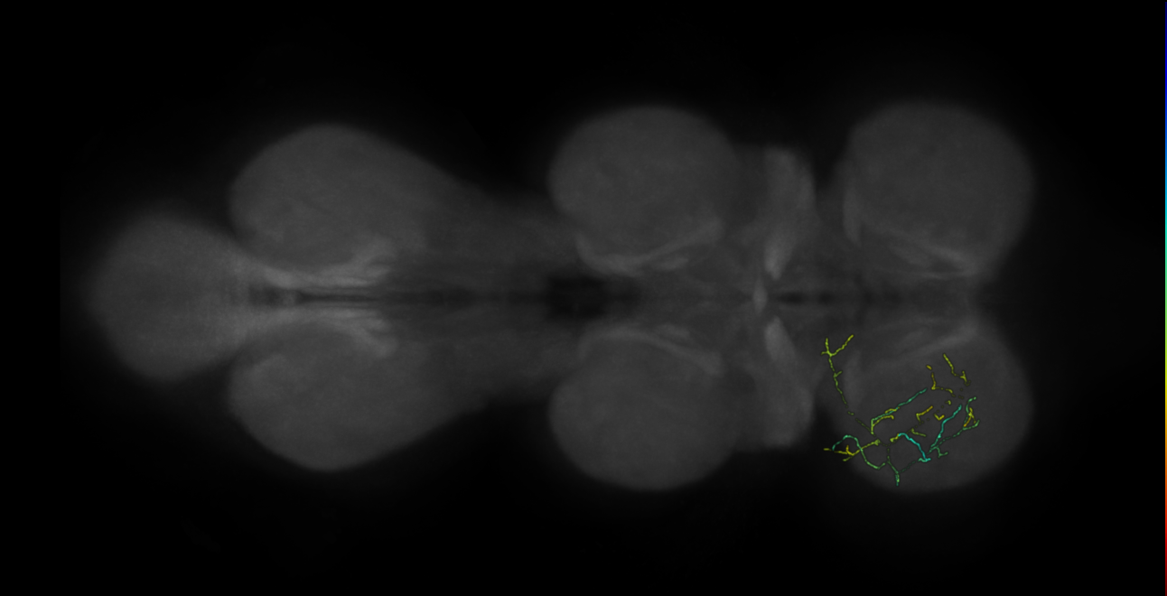 neuron 10776 - flipped - pruned by vol 109 (FANC:591732)