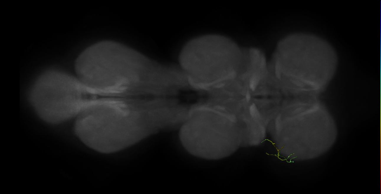 neuron 11944 - flipped - pruned by vol 109 (FANC:591751)