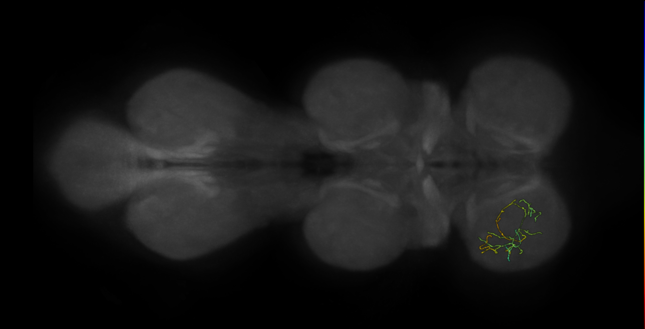 neuron 12736 - flipped - pruned by vol 109 (FANC:591969)