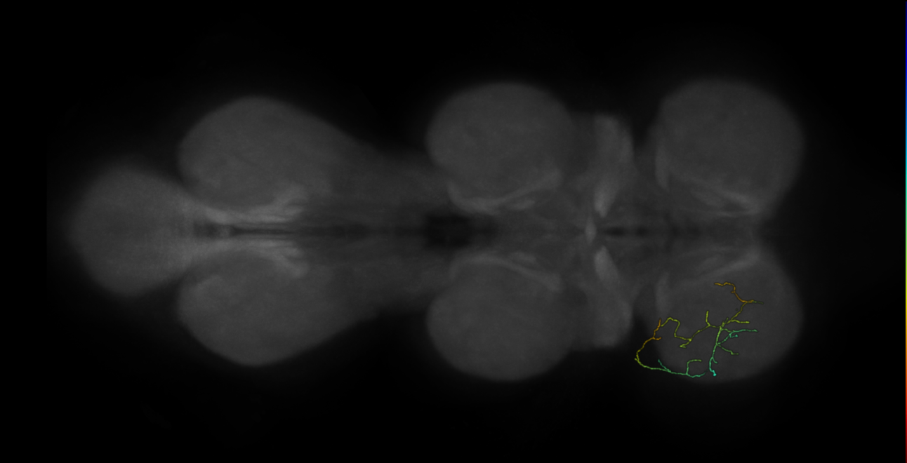 neuron 11392 - flipped - pruned by vol 109 (FANC:591988)