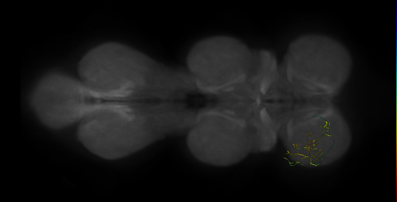 neuron 10781 - flipped - pruned by vol 109 (FANC:592592)