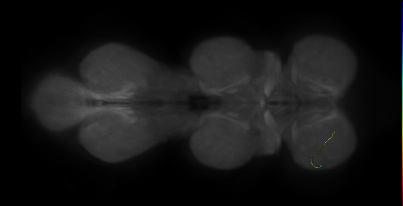 neuron 10377 - pruned by vol 109 - radius 500 (FANC:594007)