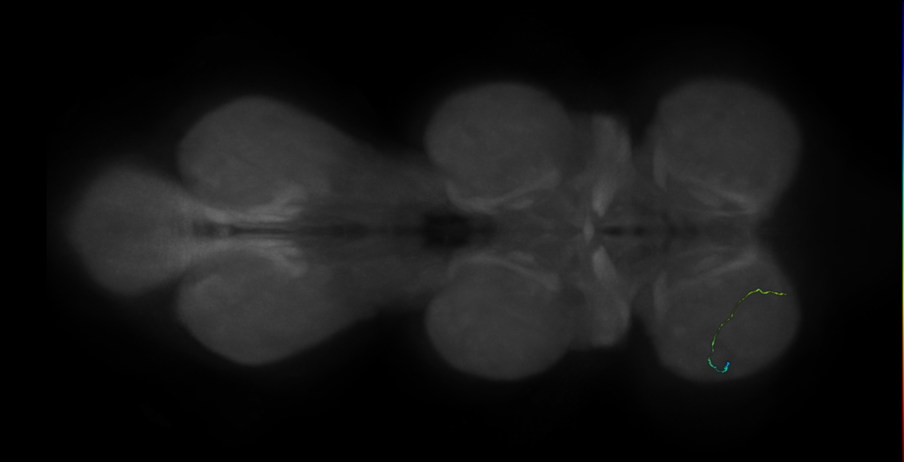 neuron 9187 - radius 500 (FANC:596729)