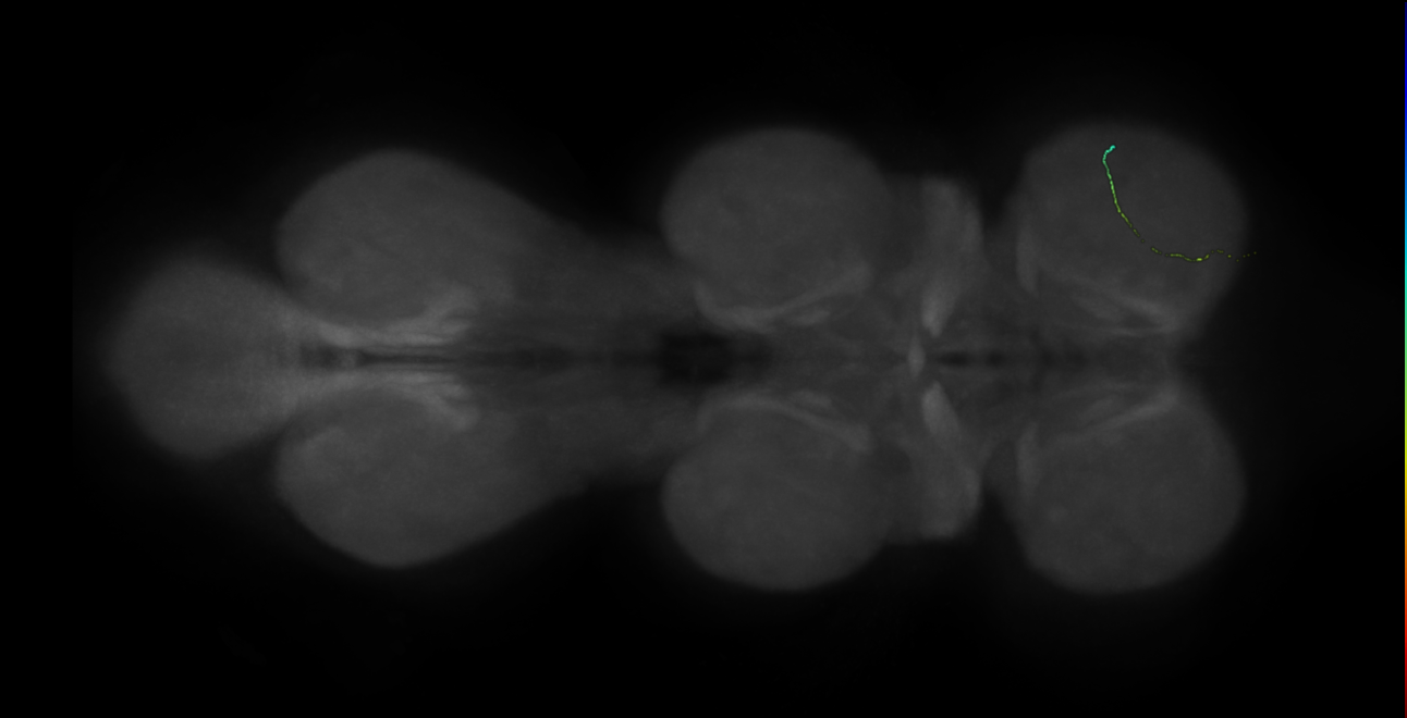 neuron 11934 - radius 500 (FANC:597210)