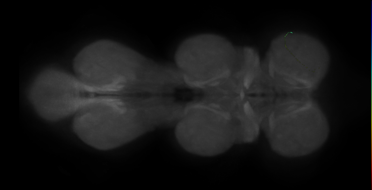 neuron 2216 - radius 500 (FANC:598717)