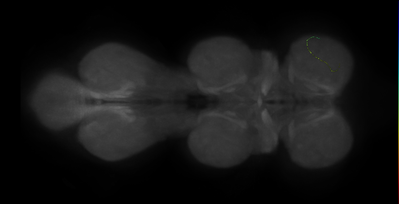 neuron 3808 - radius 500 (FANC:599056)