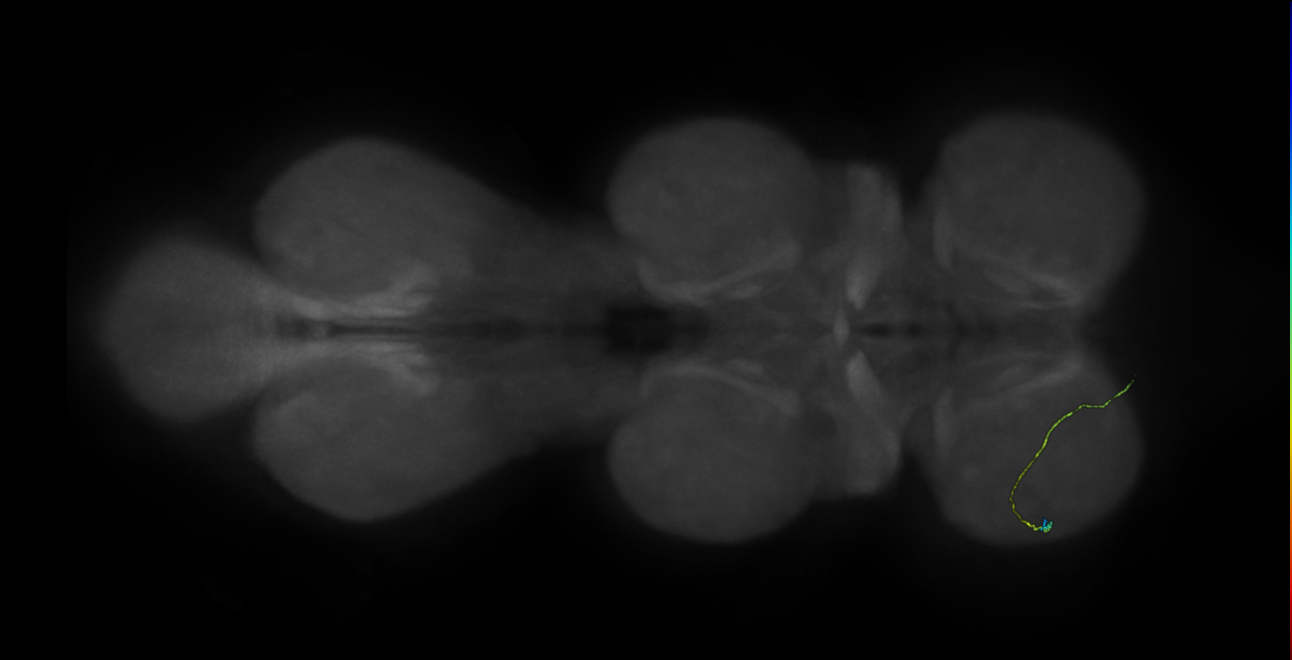 neuron 480 - radius 500 (FANC:599408)