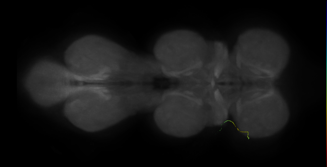 prothoracic leg muscle motor neuron