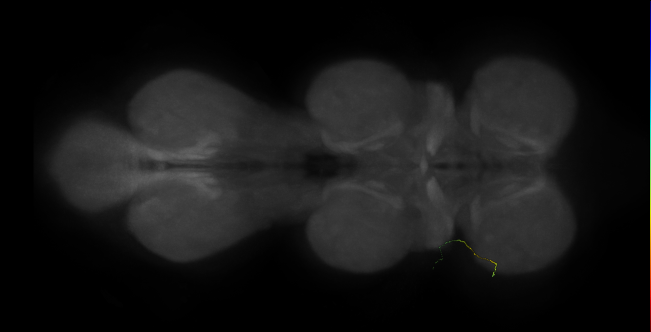 neuron 11715 - flipped - radius 500 (FANC:600614)