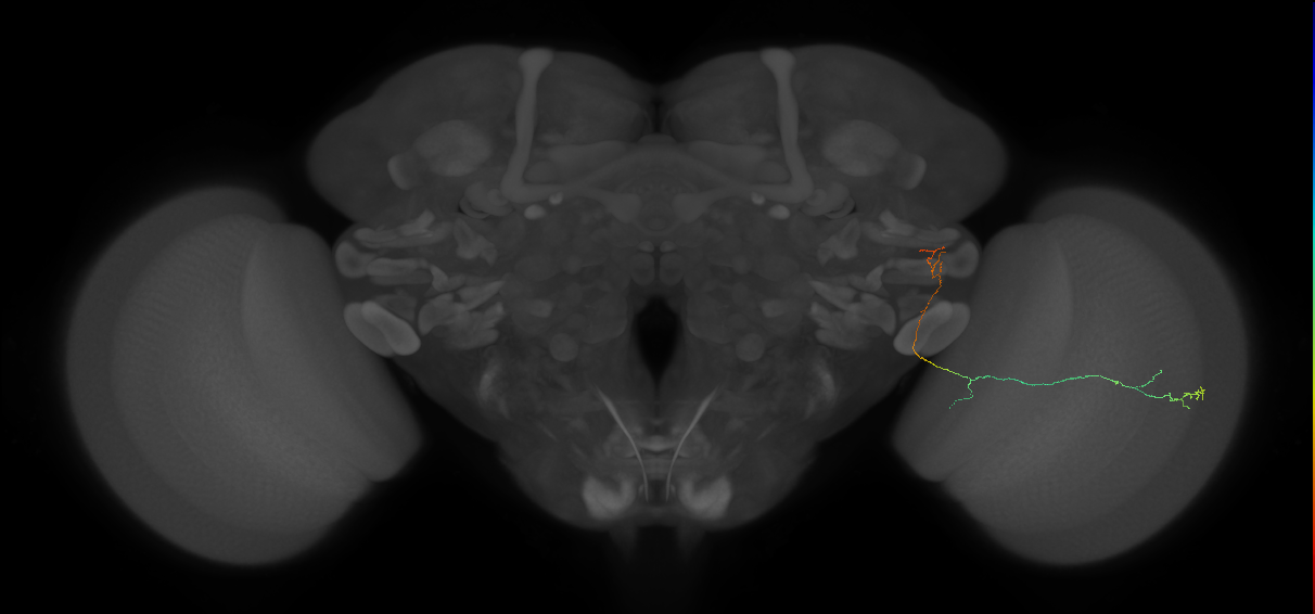 adult optic lobe neuron