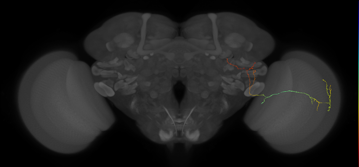 adult optic lobe neuron