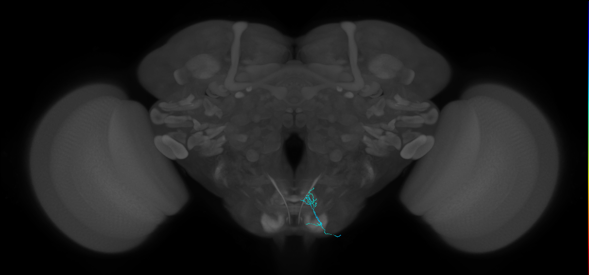 sugar-sensing neuron of labellar taste bristle