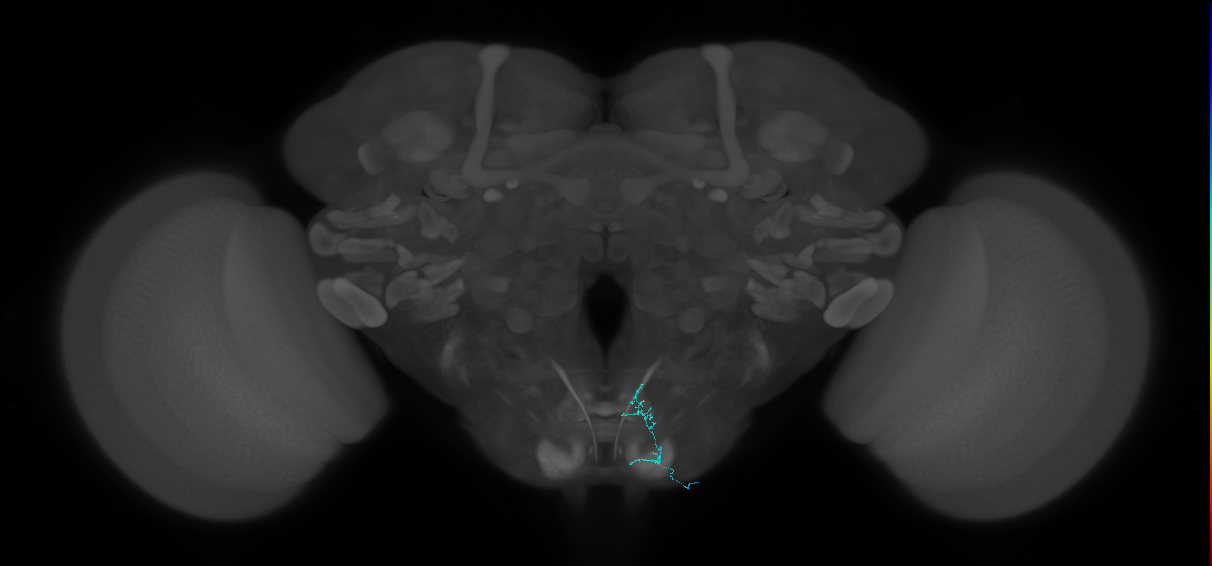 sugar-sensing neuron of labellar taste bristle