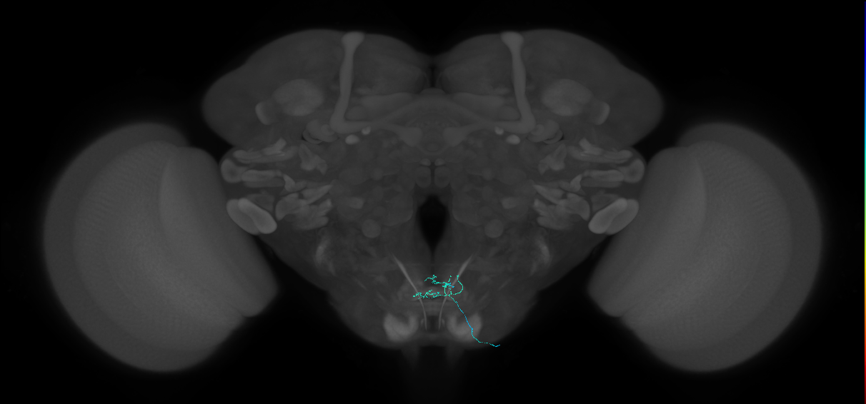 bitter-sensing neuron of labellar taste bristle