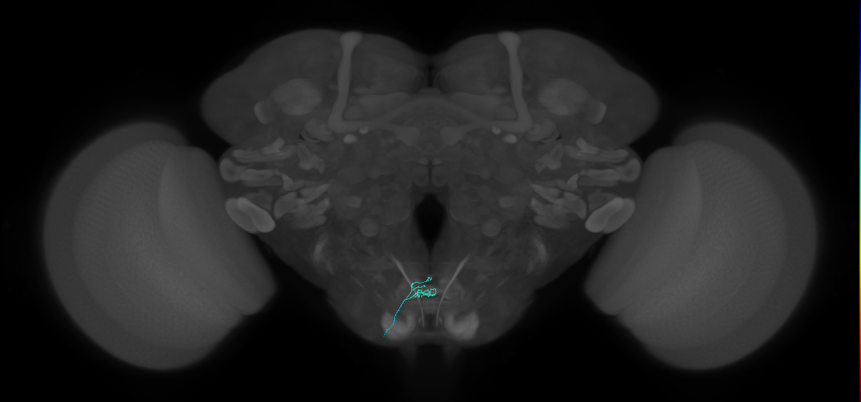 bitter-sensing neuron of labellar taste bristle