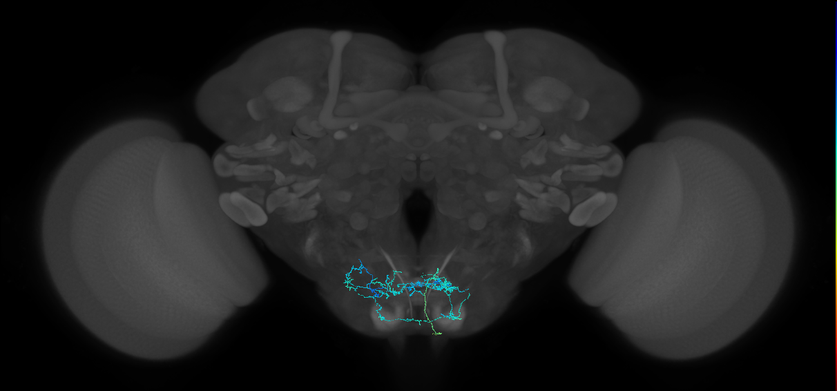 adult billiards subesophageal neuron