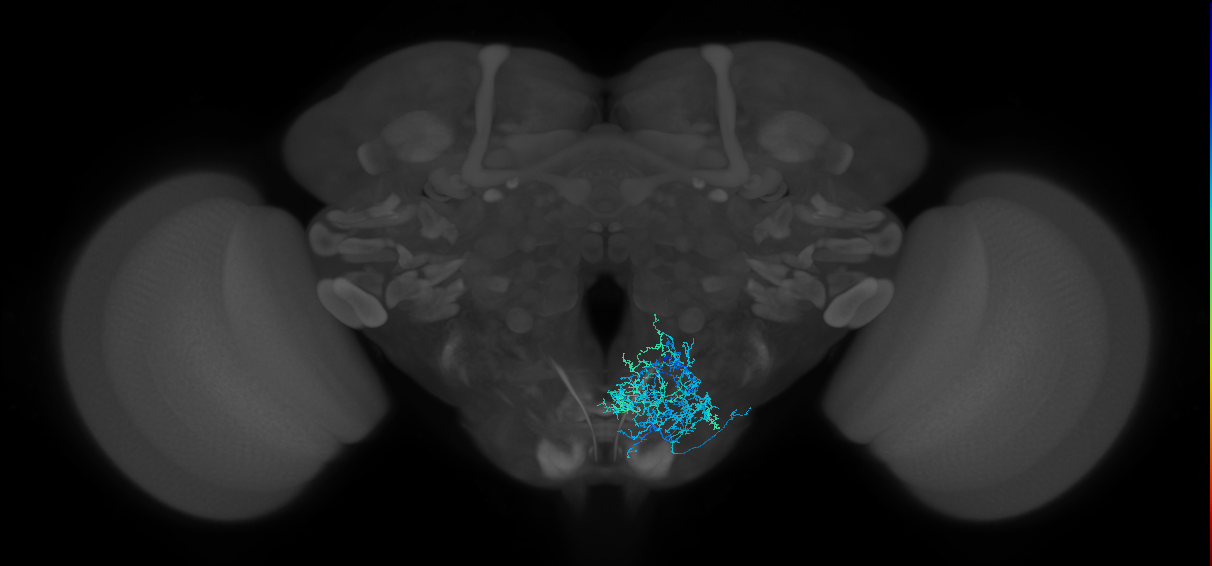 adult scapula subesophageal neuron