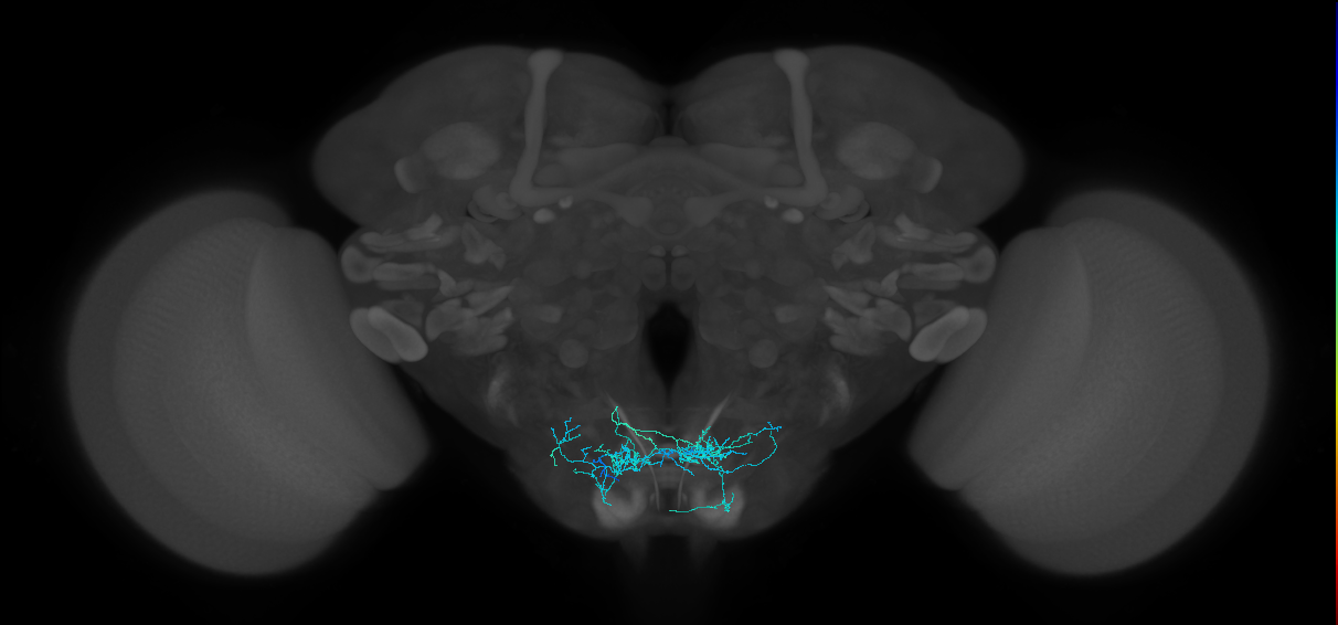 adult specter subesophageal neuron