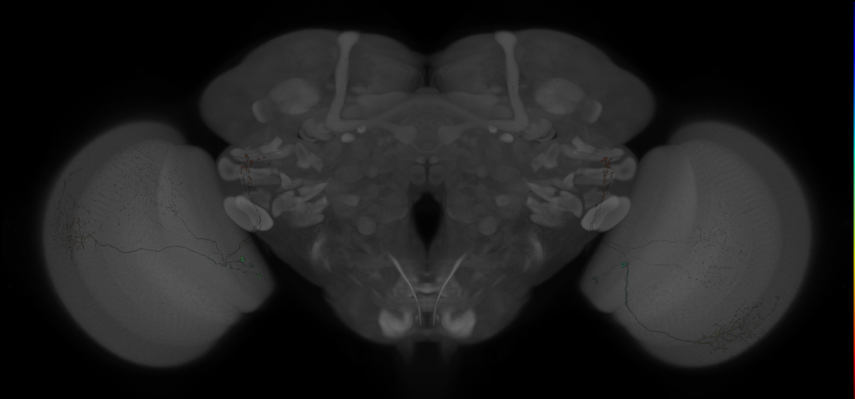 Split-GAL4 lines from Kind et al., 2021