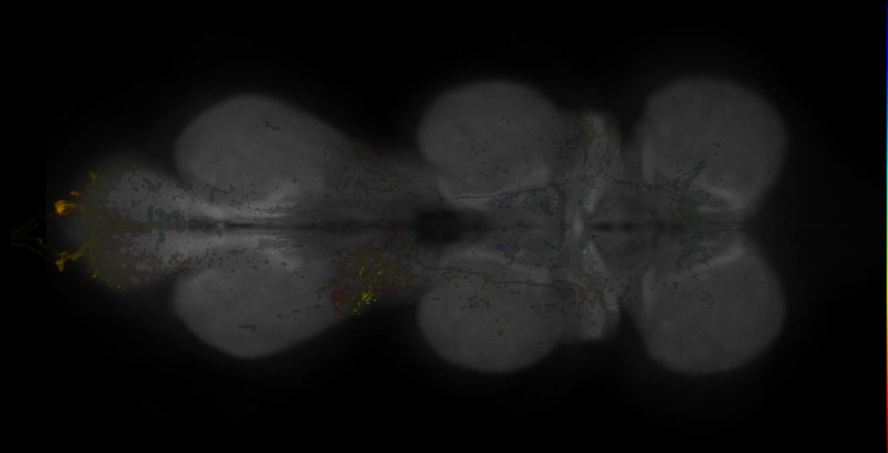 Split-GAL4 lines from Bogovic et al., 2020