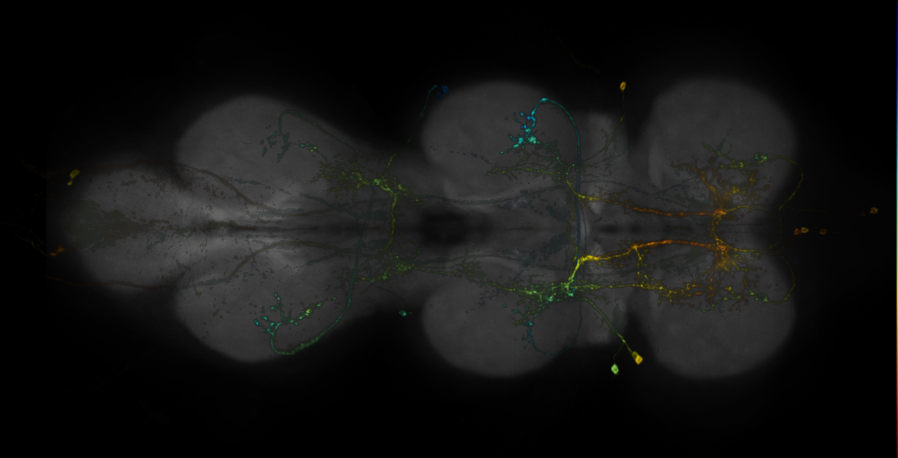 Split-GAL4 lines from Feng et al., 2020