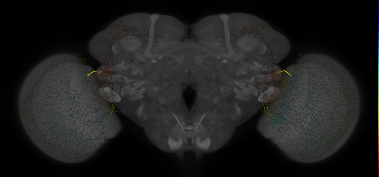 Split-GAL4 lines from Kind et al., 2021