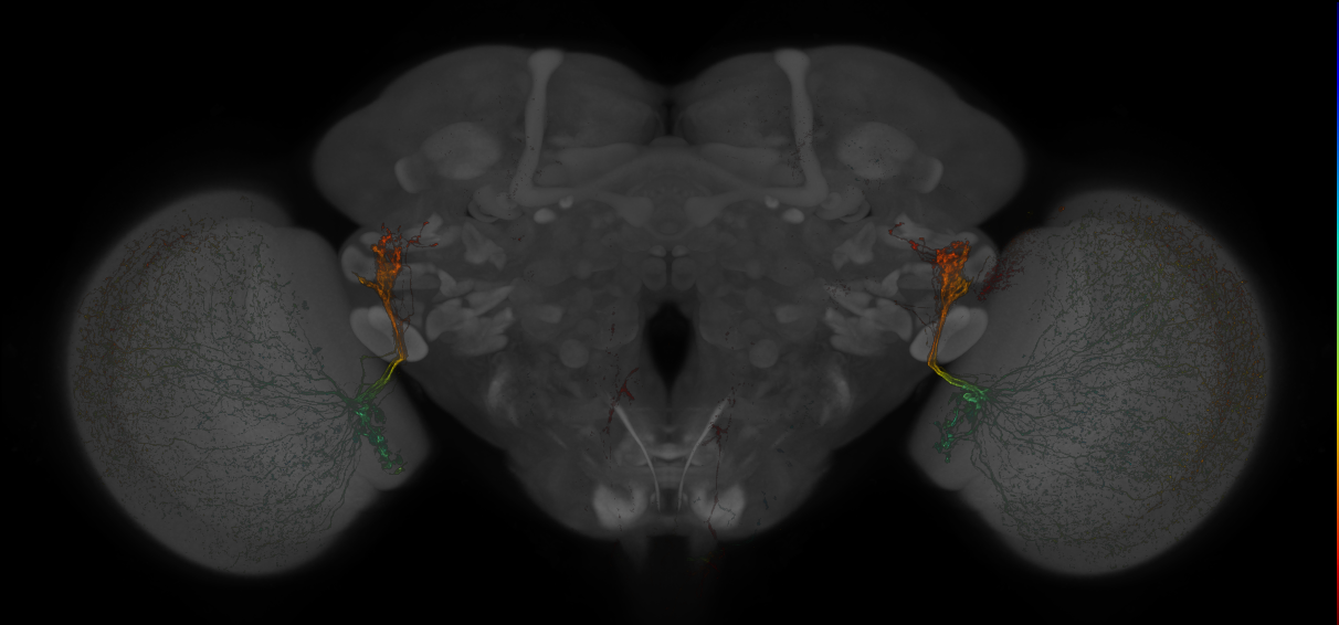 Split-GAL4 lines from Kind et al., 2021