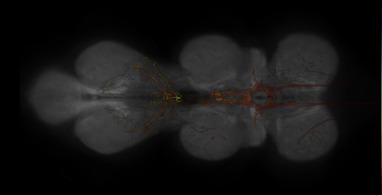 Split-GAL4 lines from Namiki et al., 2022