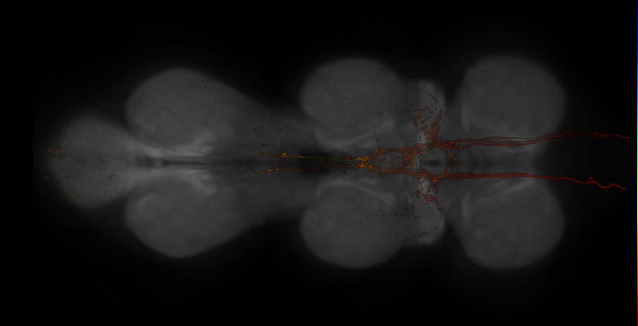Split-GAL4 lines from Namiki et al., 2022