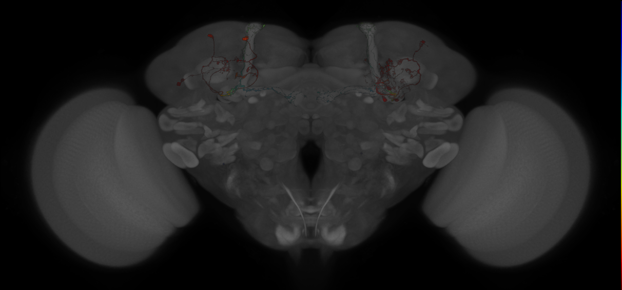 MBONs and split-GAL4 lines that target them (Aso2014)