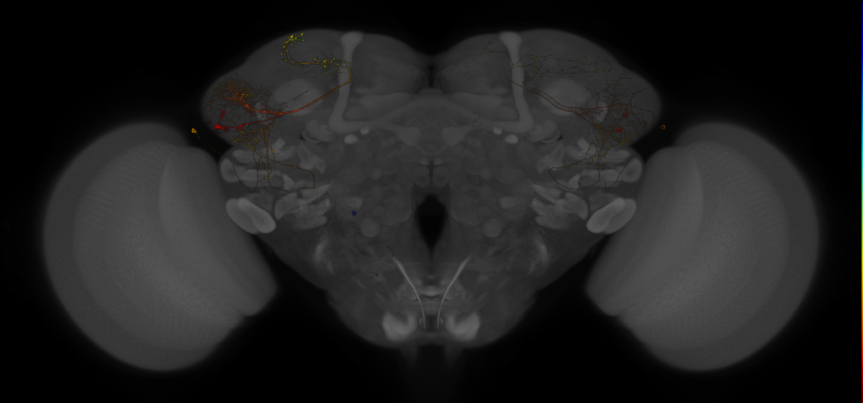 GAL4 Split expression patterns from Dolan et al. 2019