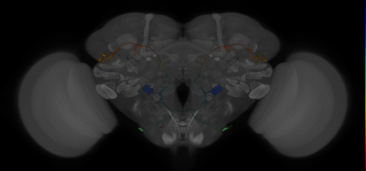 Split-GAL4 lines from Jovanic et al., 2019