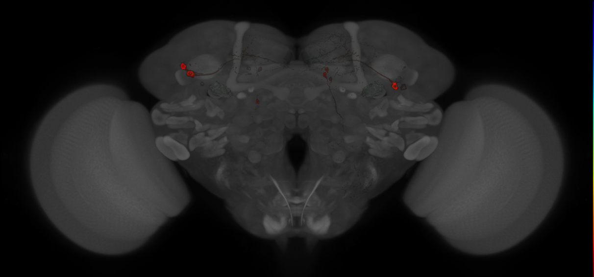 Split-GAL4 lines from Masek et al., 2015
