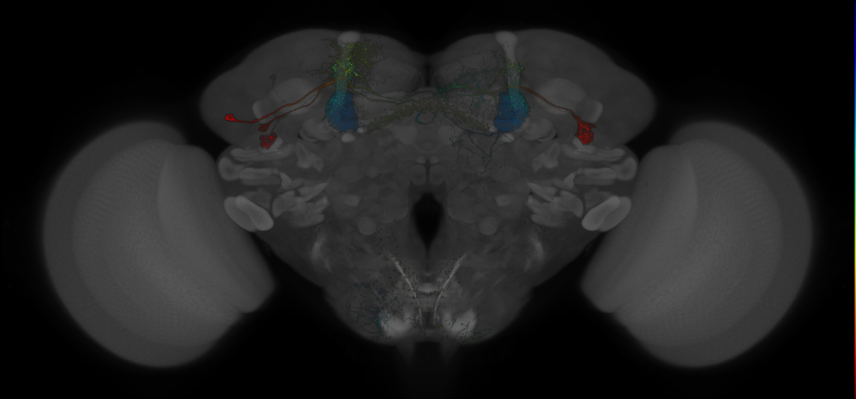 Split-GAL4 lines from Montague et al., 2019