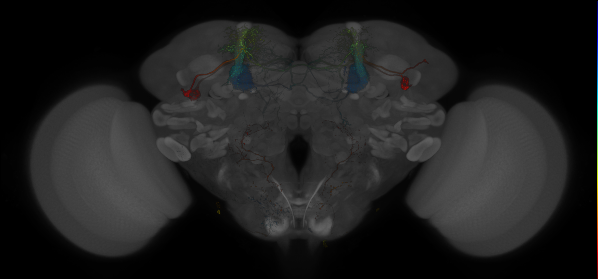 Split-GAL4 lines from Montague et al., 2019