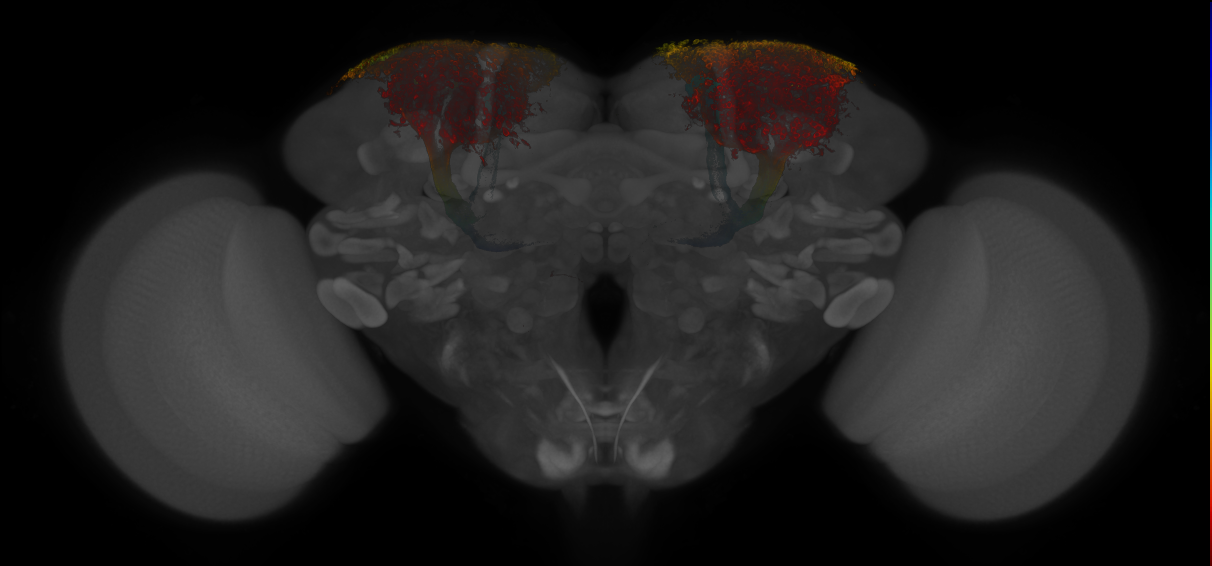 JRC_MB008B_Brain_20121213_33_A4_20x