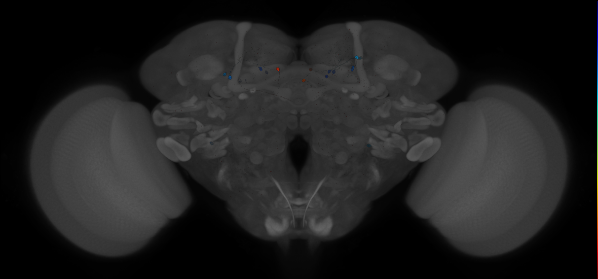 JRC_MB371B_Brain_20121213_33_B4_20x